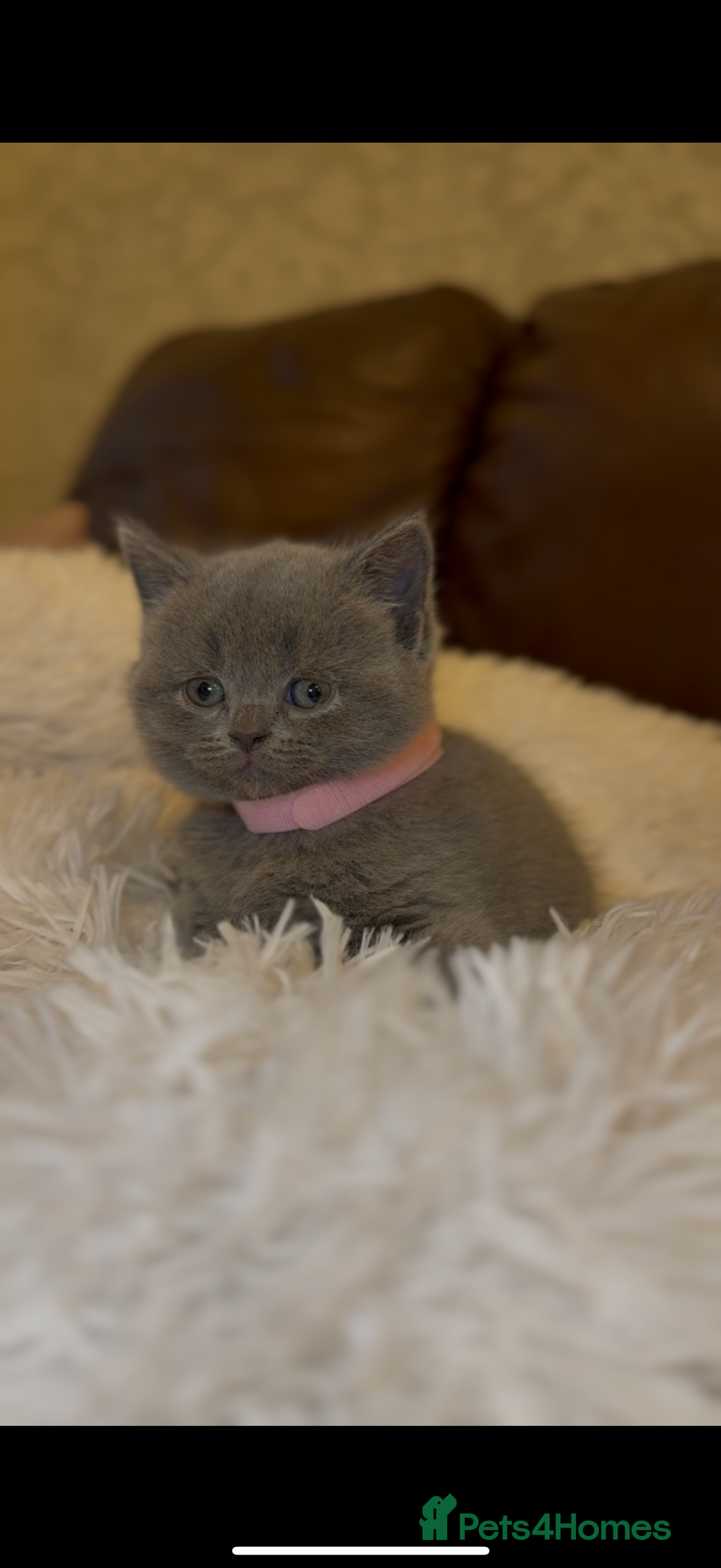 British Shorthair cats for sale: Only 2 girls left ready to go BBSH - Image 16