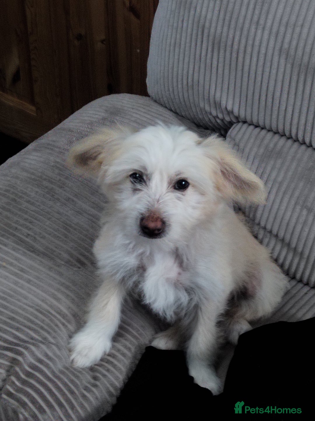 Chinese Crested dogs for sale: 1 Chinese crested Hairy Hairless BOY remaining  - Image 6