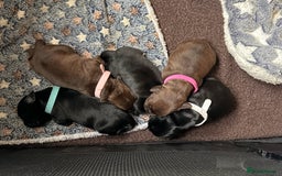 Mixed Breed dogs for sale: French bulldog cross puppies - Advert 9