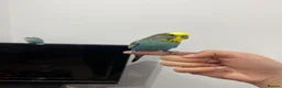 Budgerigars birds for sale: Budgies for sale in Wednesbury - Advert 2