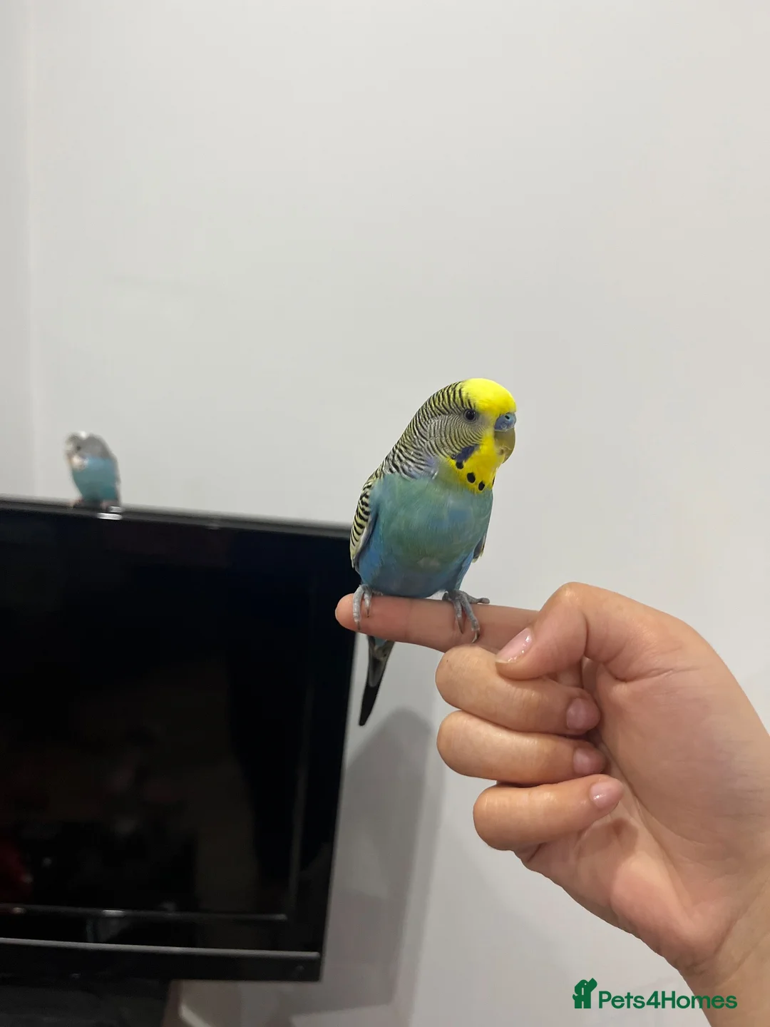 Budgerigars birds for sale: Budgies for sale in Wednesbury - Advert 2