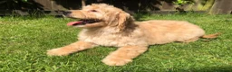 Goldendoodle dogs for sale: F1 Miniature Goldendoodle 100% DNA Health Tested - Advert 12