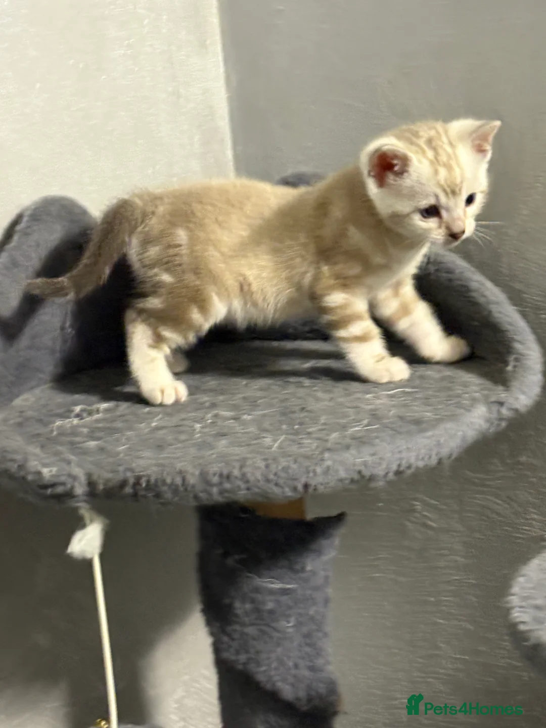 Bengal cats for sale: Bengal tiger kittens  - Advert 14