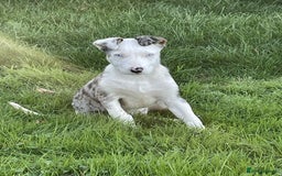 Bearded Collie dogs for sale: Beautiful blue merle border collie pups! - Image 1