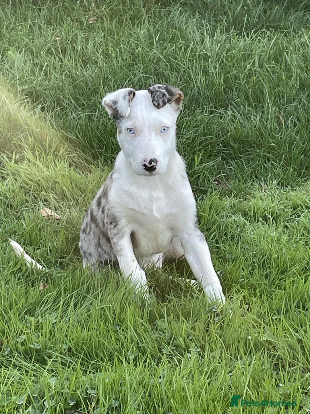 Bearded Collie dogs for sale: Beautiful blue merle border collie pups! - Image 1