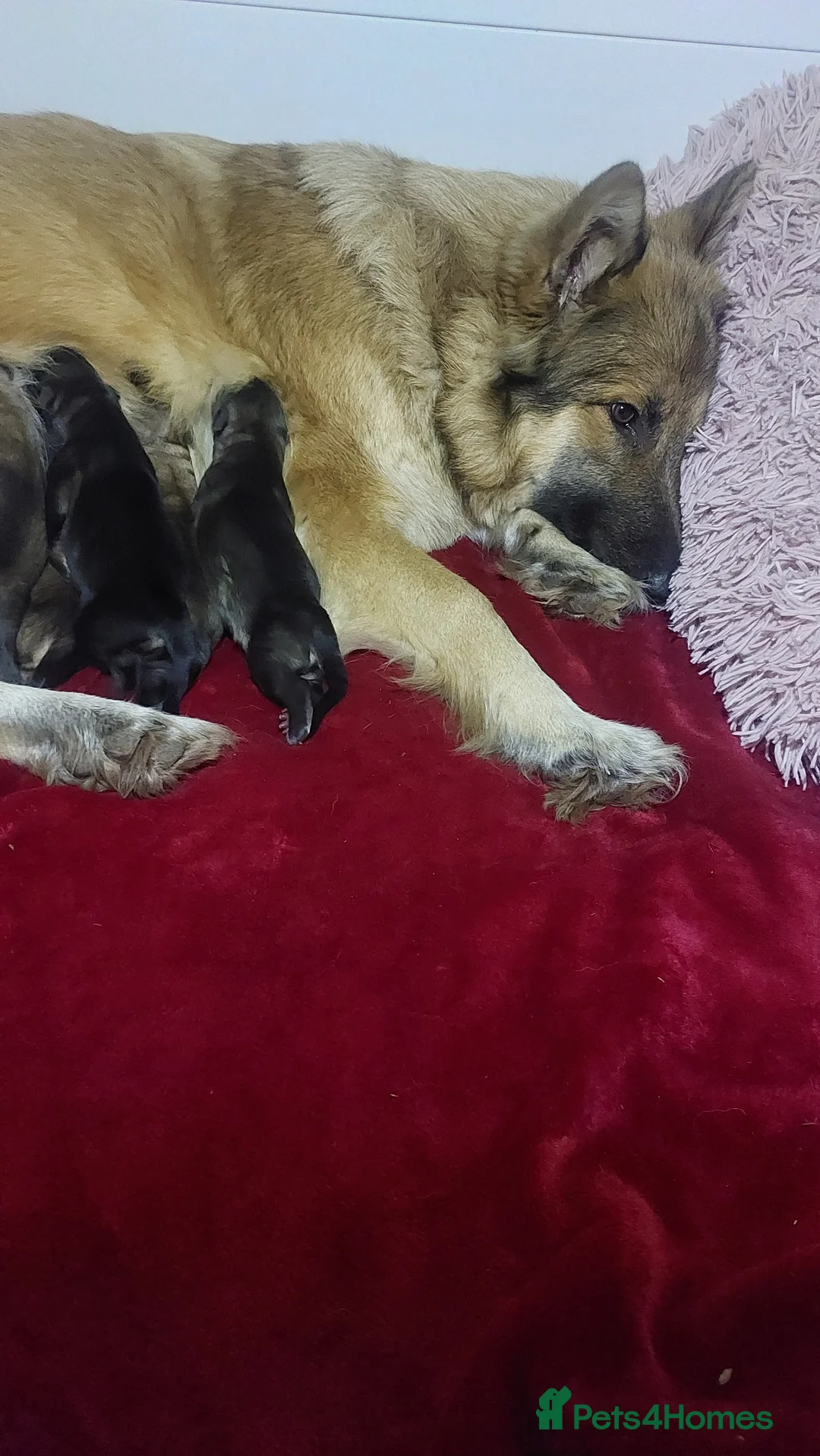 German Shepherd dogs for sale: German shephered puppys 4 boys 2 girls - Advert 7