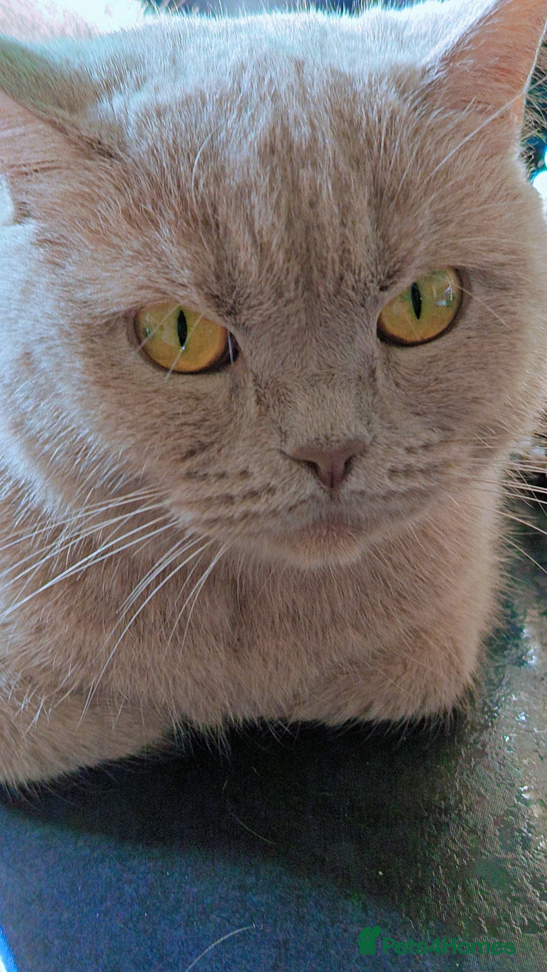 British Shorthair cats British Shorthair - Advert 1
