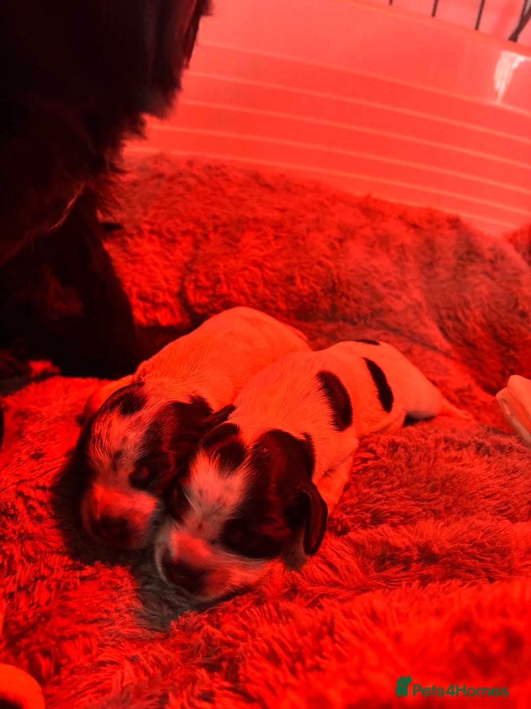 Cocker Spaniel dogs for sale: Beautiful KC reg cocker spaniel puppies  - Advert 4