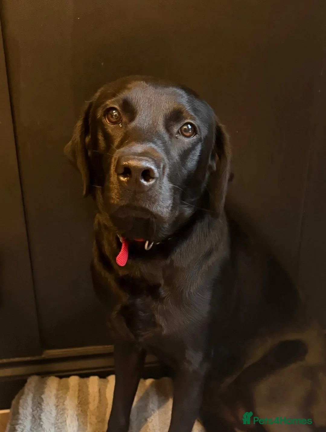 Labrador Retriever dogs for sale: KC Registered Black Labrador Bitch 13mnth Old in York - Advert 2