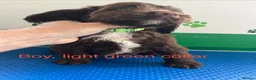 Mixed Breed dogs for sale: Fantastic Sprockerpoos - Advert 25