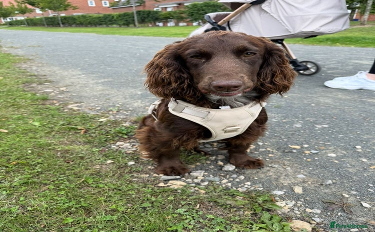 Cockapoo dogs - Advert 1