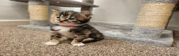 Mixed Breed cats for sale: Beautiful Kittens Looking For Their Forever Homes. - Advert 3