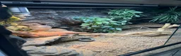 Bearded Dragon reptiles for sale: bearded dragon with all accessories  - Advert 7