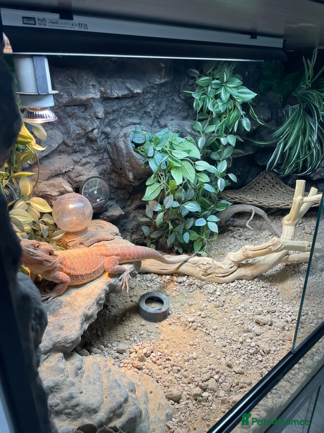 Bearded Dragon reptiles for sale: bearded dragon with all accessories  - Advert 7