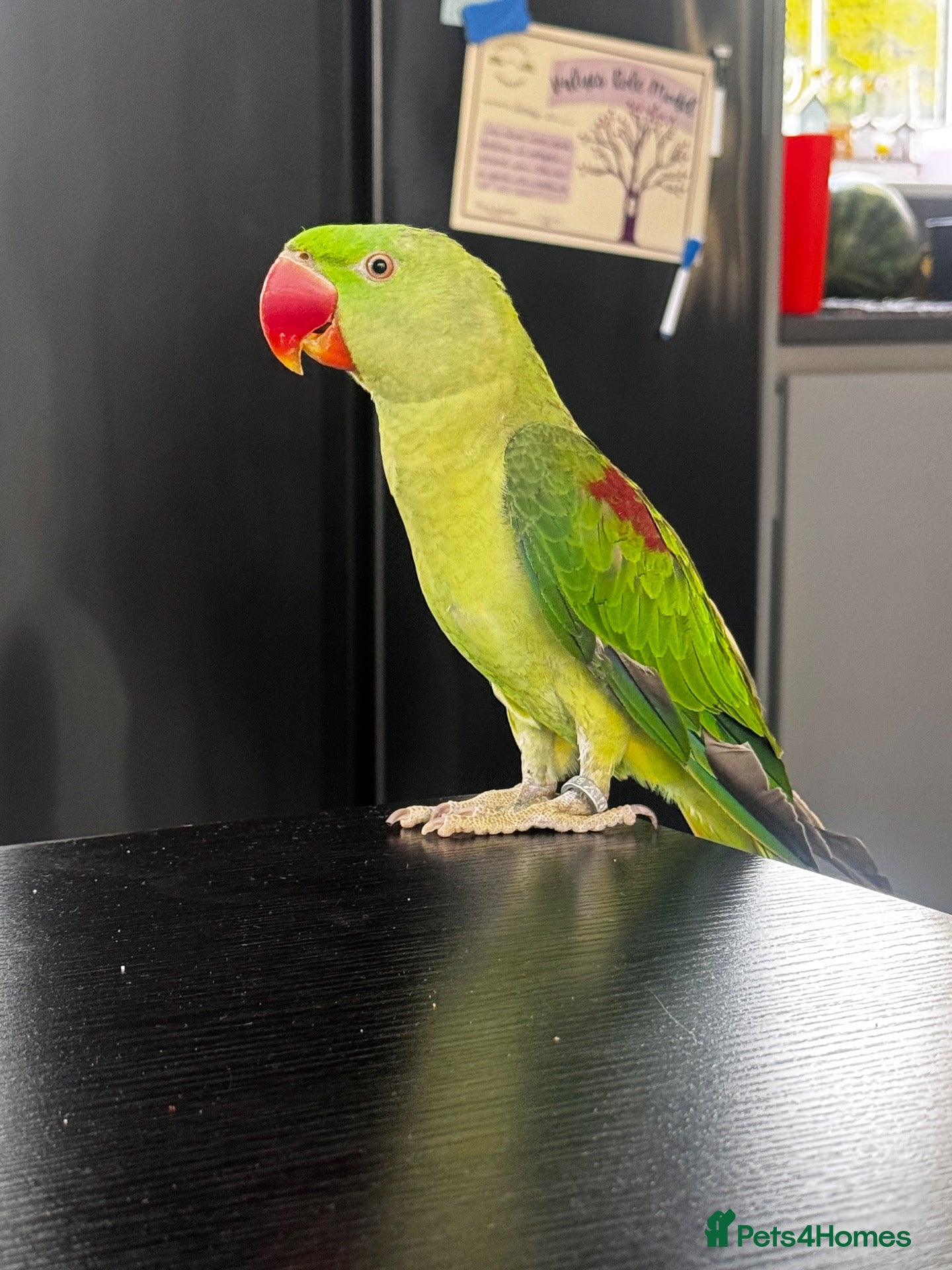 Parrots birds Male Alexandrine For Sale 🦜  - Advert 1