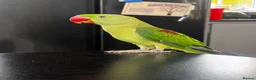 Parrots birds for sale: Male Alexandrine For Sale 🦜  in Dunstable - Advert 1
