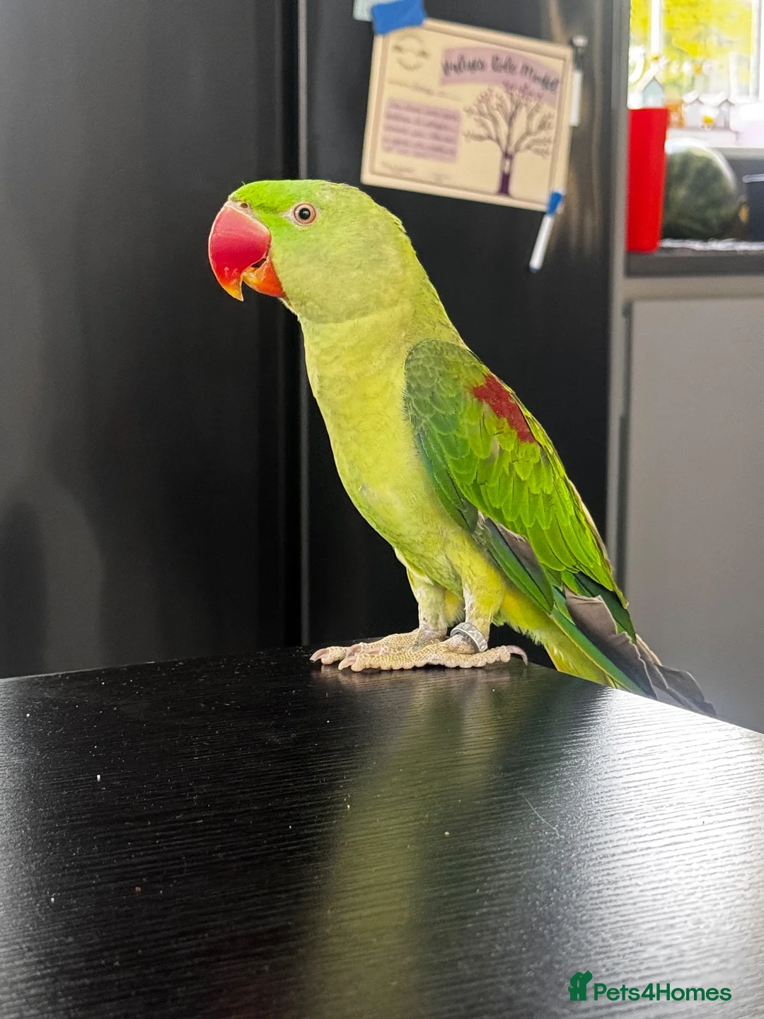 Parrots birds for sale: Male Alexandrine For Sale 🦜  in Dunstable - Advert 1