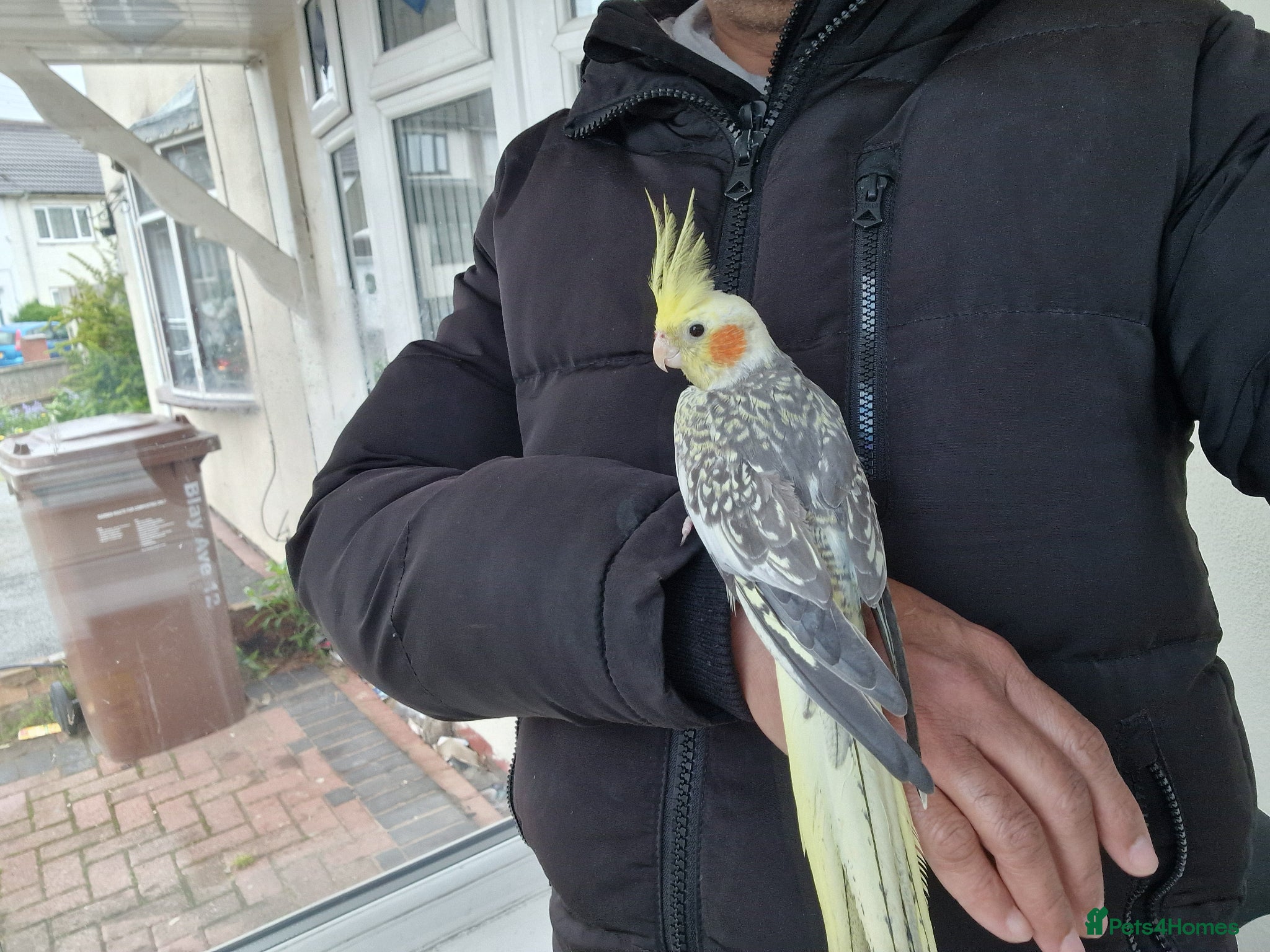 Cockatiels birds Super Hand Tamed cockatiel for sale  - Advert 18