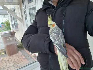 Cockatiels birds Super Hand Tamed cockatiel for sale - Advert 18