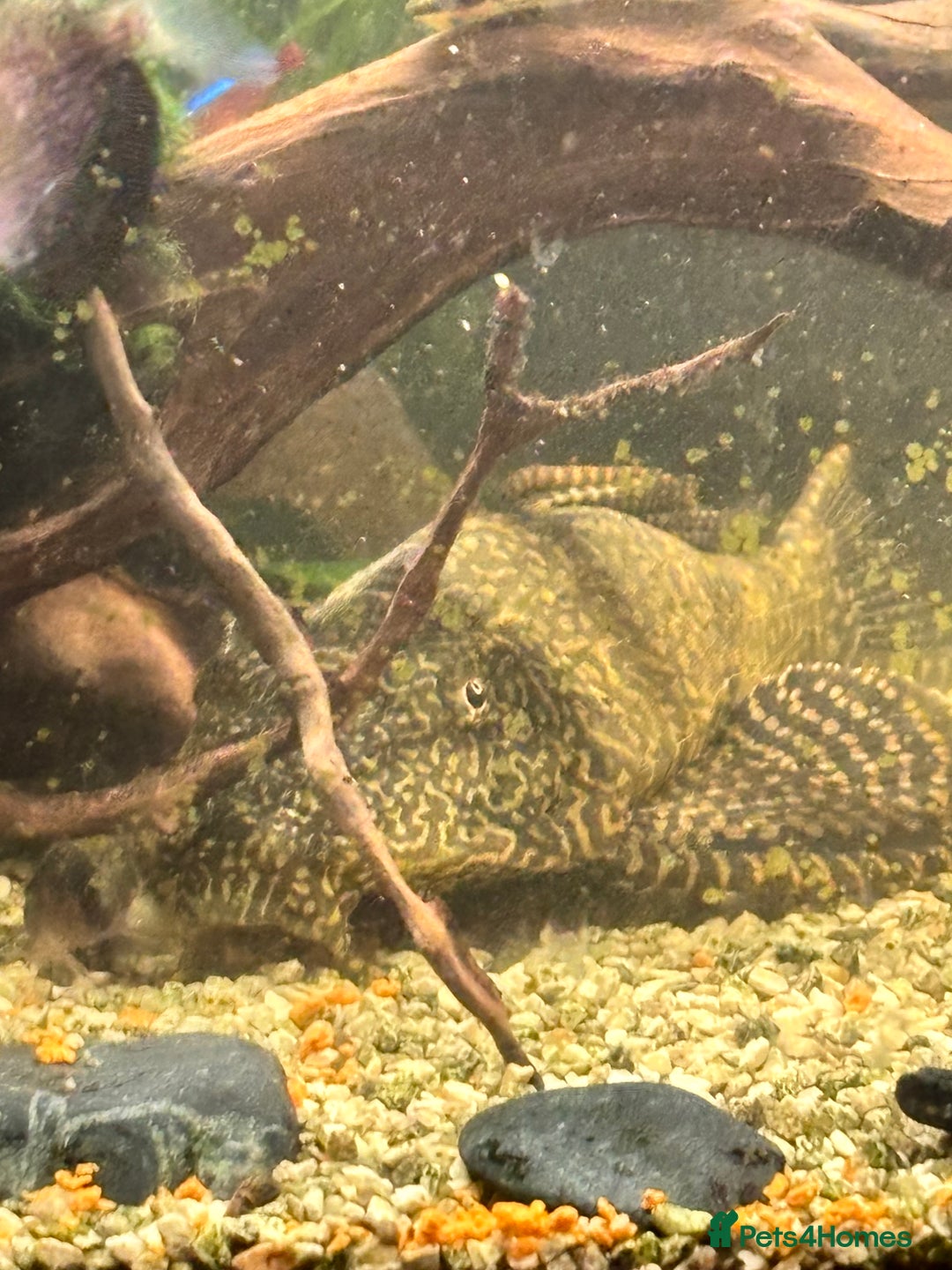 Shrimps fish for sale: CIANO 108L tank with shrimps and fish - Image 3