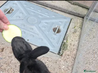 Mixed Breed rabbits Breeding pair of rabbits - Advert 15