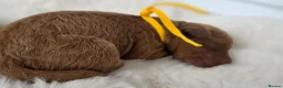 Cavapoo dogs for sale: F1 Toy cavapoos  - Advert 9