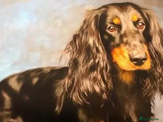 Dachshund dogs LONGHAIRED KC REG TRI COLOURED STANDARD FOR STUD in Lancaster - Advert 4