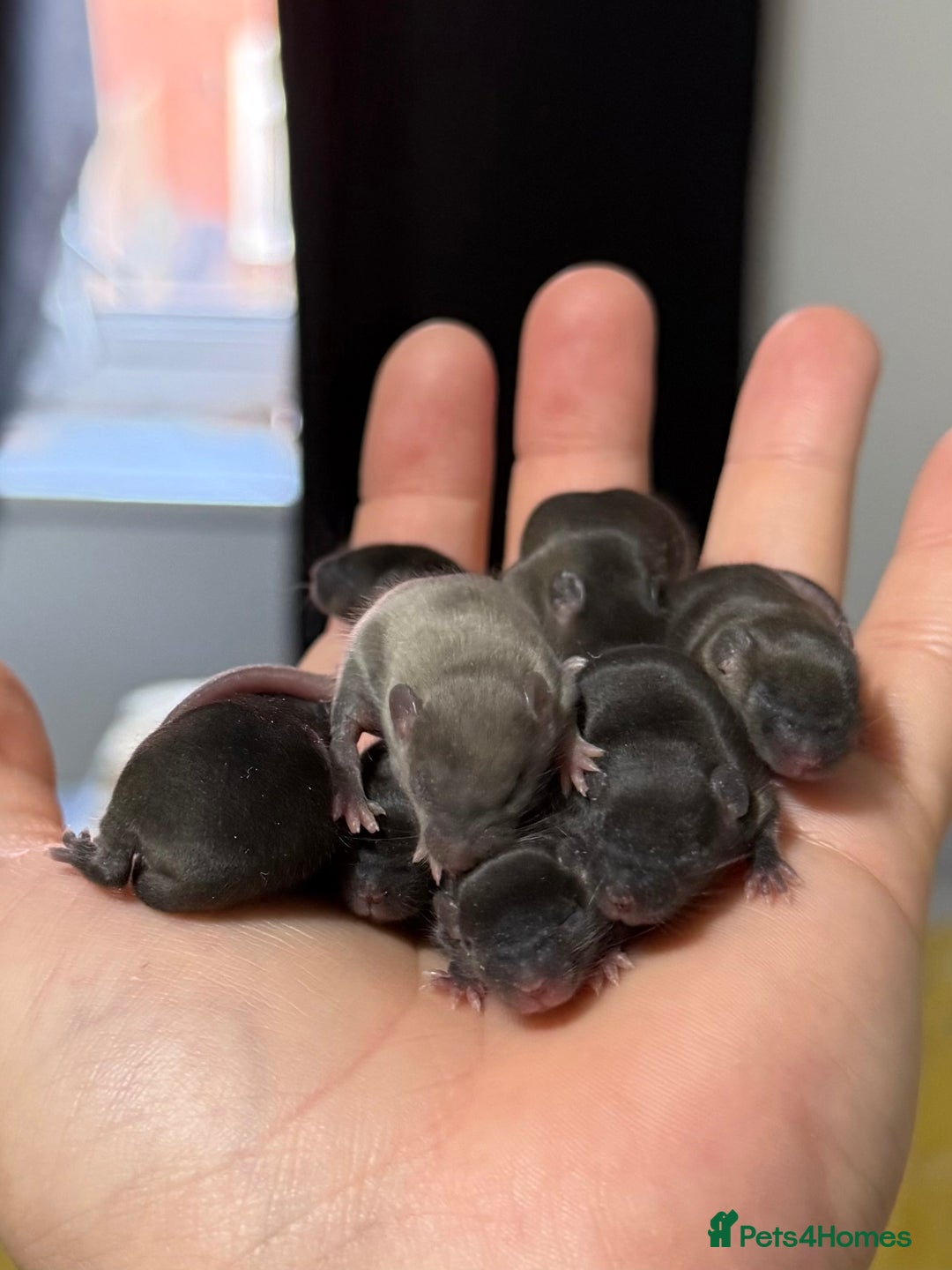 Mouse rodents for sale: Ethically Bred Mouse Pups - Waiting List Open!  - Advert 7