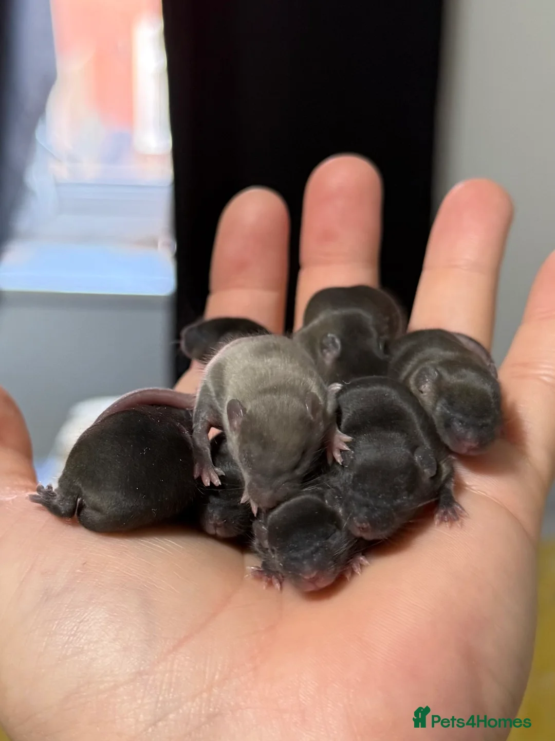 Mouse rodents for sale: Ethically Bred Mouse Pups - Waiting List Open!  - Advert 7