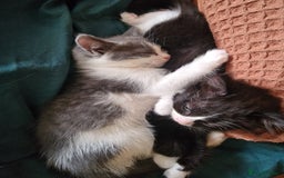 Ragdoll cats for sale: 2 Ragdoll cross kittens - Image 2