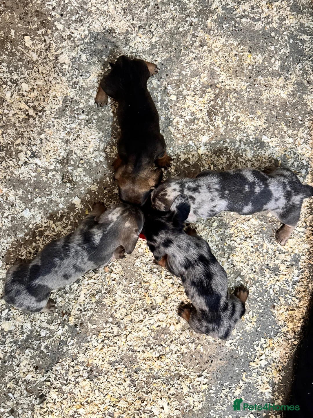 Miniature Dachshund dogs for sale: Miniture Dashunds for sale  in Maidstone - Advert 1