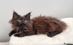 Maine Coon cats for sale: GCCF Pedigree Maine Coon Kittens for sale  - Image 29