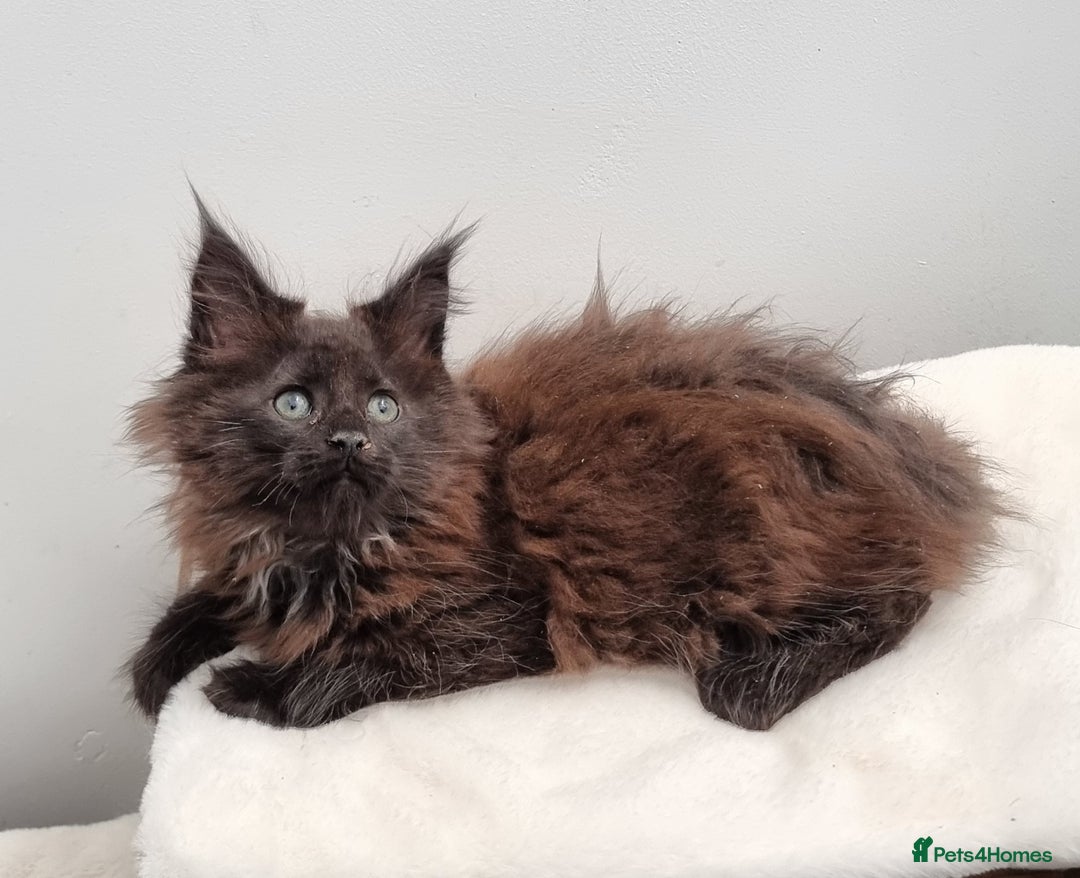 Maine Coon cats for sale: GCCF Pedigree Maine Coon Kittens for sale  - Image 29
