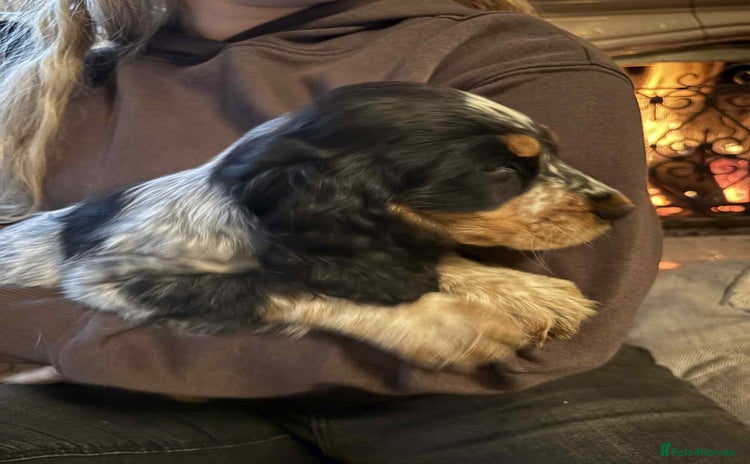 Cocker Spaniel dogs - Advert 5