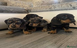Dachshund dogs for sale: Dachshund  - Image 1