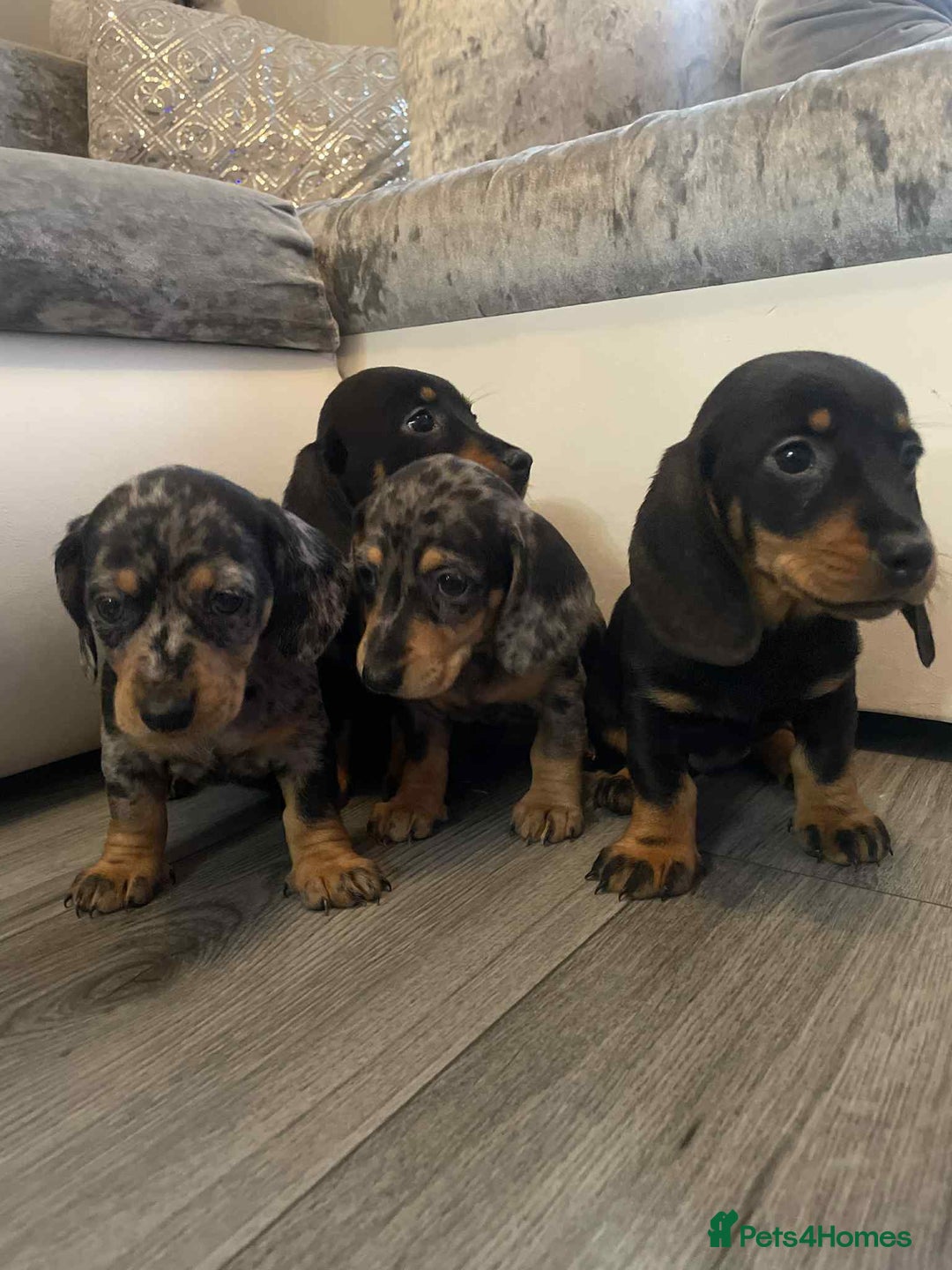 Dachshund dogs for sale: Dachshund  - Image 1