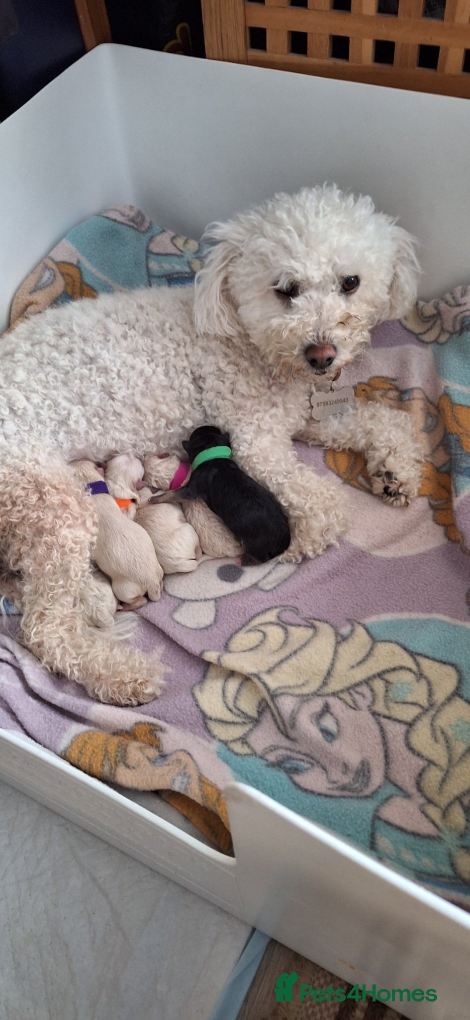 Mixed Breed dogs Special home sort - Advert 1