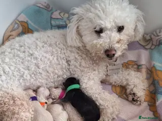 Mixed Breed dogs Special home sort - Advert 1