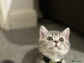 British Shorthair cats ⭐️TICA registered British Shorthair kittens⭐️ - Advert 1