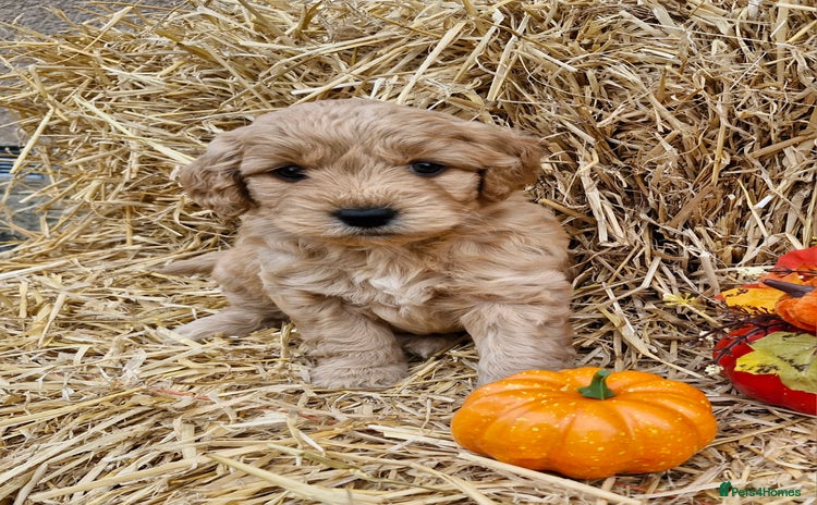 Mini Goldendoodle dogs - Advert 1