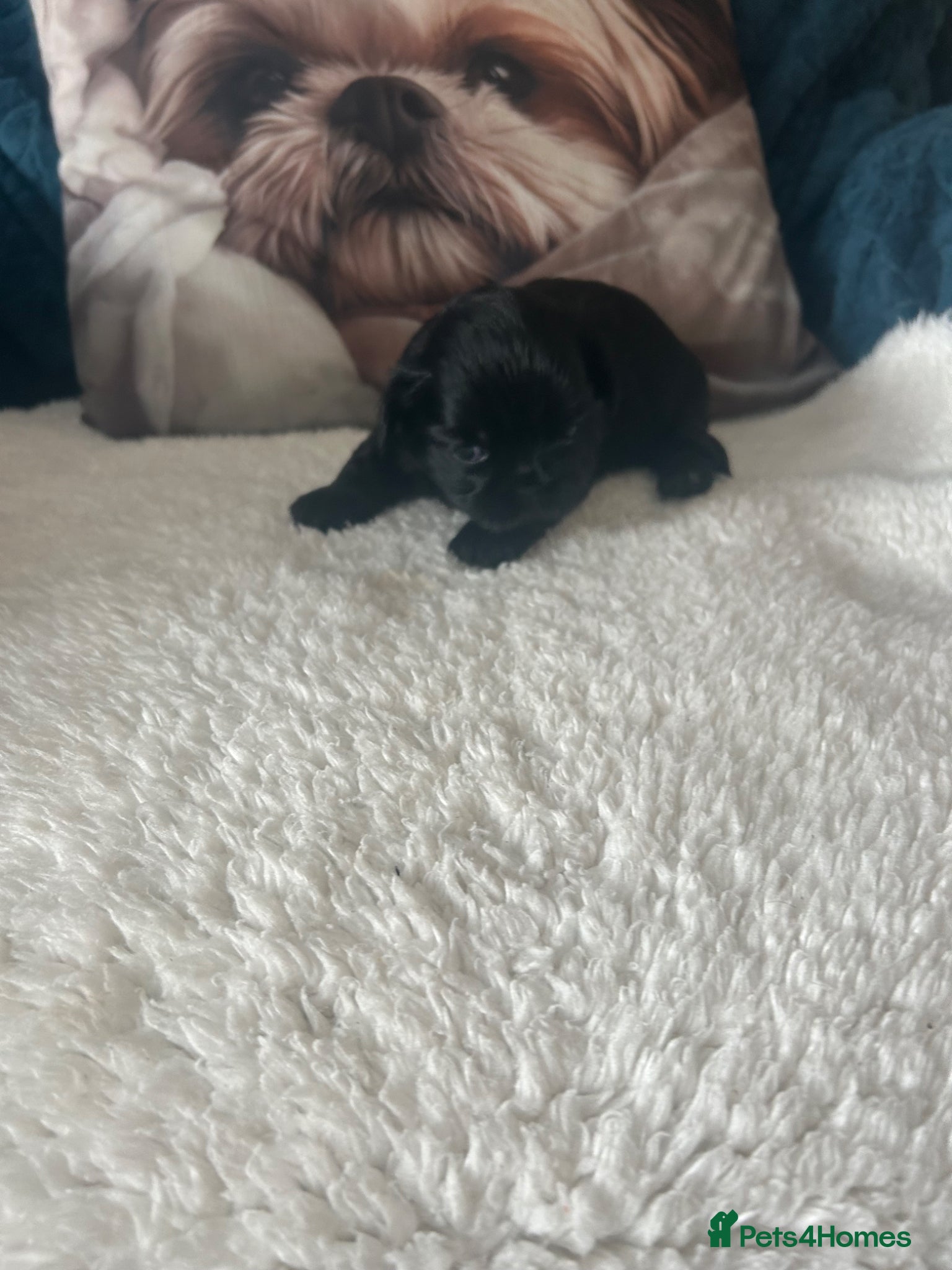 Shih Tzu dogs for sale: Full pedigree imperial Shih ztu - Advert 9