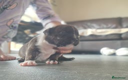 Staffordshire Bull Terrier dogs for sale: Staffordshire puppies  - Image 8