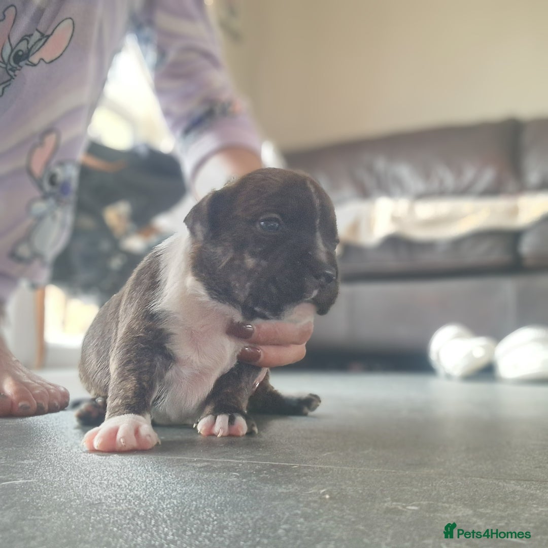 Staffordshire Bull Terrier dogs for sale: Staffordshire puppies  - Image 8
