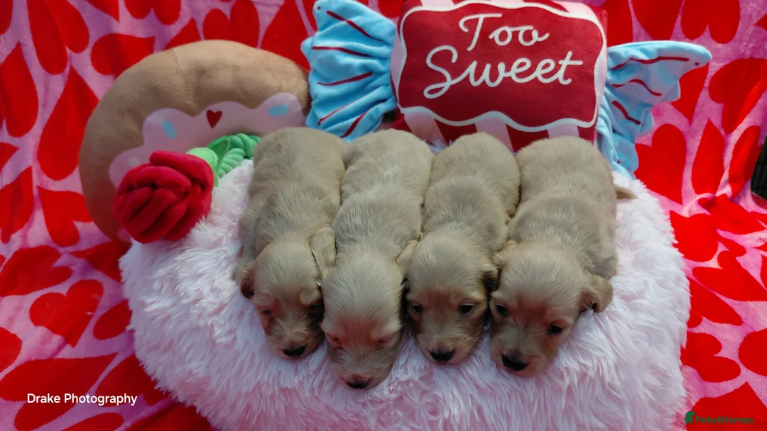 Miniature Dachshund dogs for sale: KC Reg. Longhaired Full Cream Mini Dachshunds 💛🐾 - Advert 10