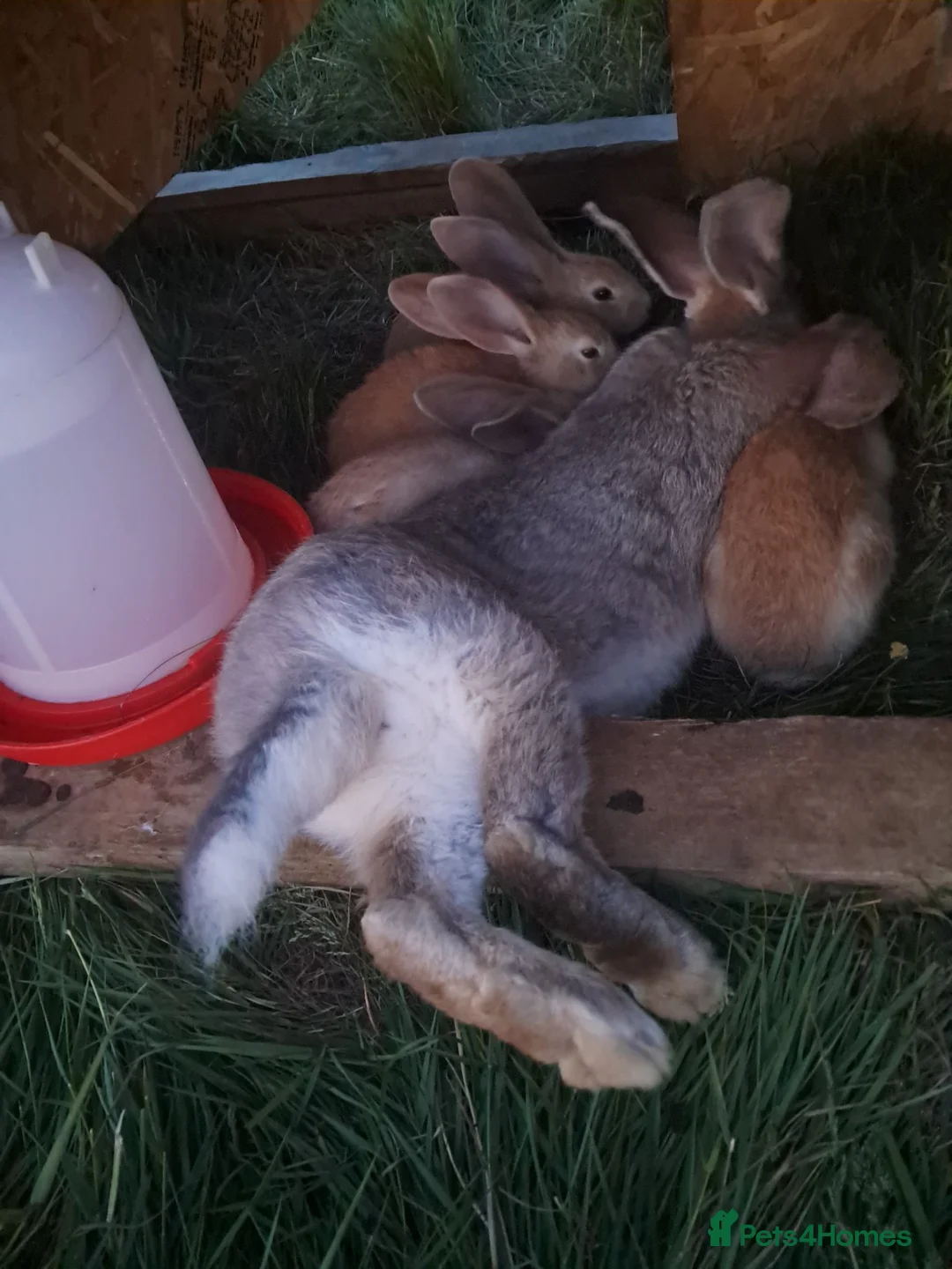 Continental Giant rabbits for sale: Continental giant rabbits  - Advert 2