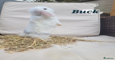 Mini Lop rabbits - Advert 9