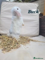 Mini Lop rabbits - Advert 7