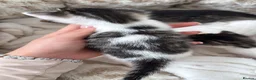 Mixed Breed cats for sale: Kittens for sale  - Advert 15
