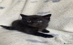 Maine Coon cats for sale: Main coon x  - Image 18