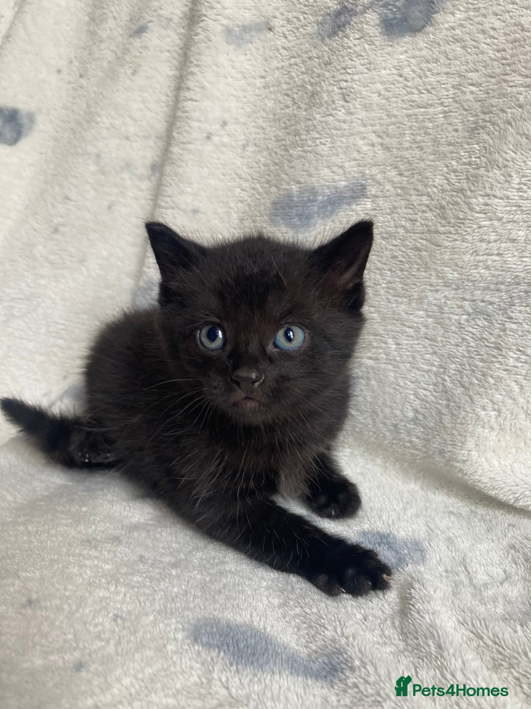 Maine Coon cats for sale: Main coon x  - Image 18